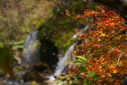 紅葉が綺麗な吐竜の滝