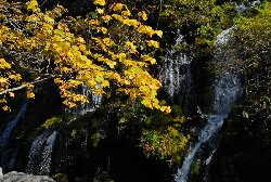 黄葉と滝が美しい吐竜の滝