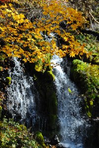 黄葉の吐竜の滝
