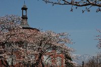 桜の時季の清春芸術村