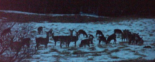 夜の鹿の群れ
