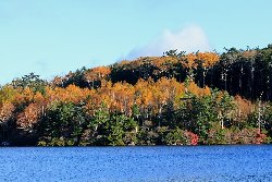 ダケカンバの黄葉が碧い湖面に映えています