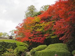 詩仙堂　庭の紅葉