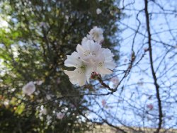 平野神社　十月桜