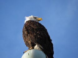 ハクトウワシ　Bald eagle
