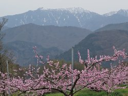 鳳凰三山をバックに桃の花