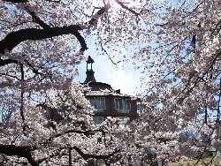 清春芸術村の桜とラ・リューシュ（蜂の巣）