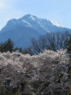 清春芸術村の桜と甲斐駒ヶ岳