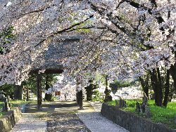 清泰寺　三門と桜