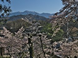 清泰寺　三門からの桜と山