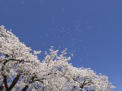 八ヶ岳ブルーに桜吹雪。