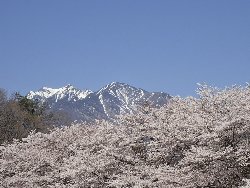 残雪の八ヶ岳をバックに桜並木