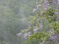霧に煙る藤の花