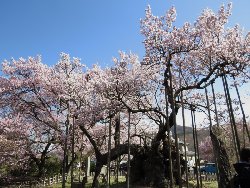 樹齢2000年の神代桜