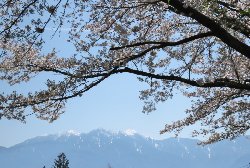 鳳凰三山と蕪の桜並木