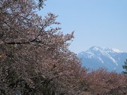 甲斐駒ヶ岳と蕪の桜並木