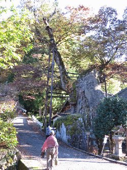 根古屋神社の大欅　田木