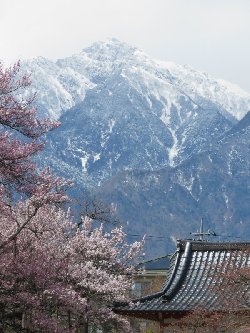 甲斐駒ヶ岳と神代桜