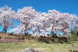 台ヶ原ほたる親水公園の桜