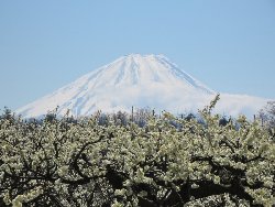 満開のスモモと富士山