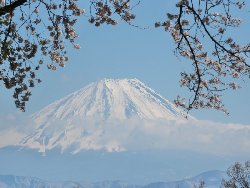 穴山からの桜と鳳凰三山