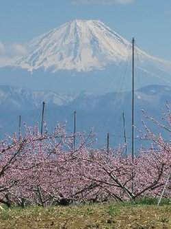 新府の桃畑からの富士山