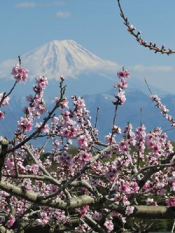 新府の桃と富士山