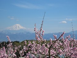 新府の桃源郷からのの富士山
