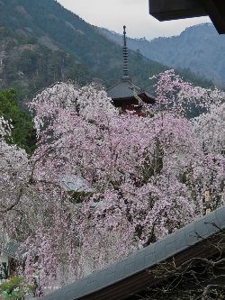祖師堂からは、桜に埋め尽くされたように五重塔が見えました。