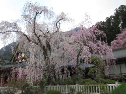 報恩閣と枝垂れ桜。濃淡が綺麗でした。