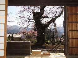 観音堂からの枝垂れ桜と南アルプスの峰